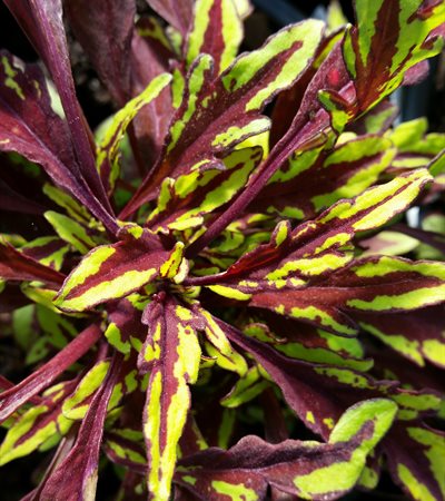 Coleus FlameThrower™ Chipotle